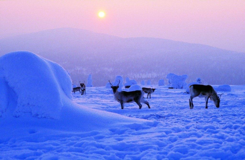 Лапландский заповедник Северный олень