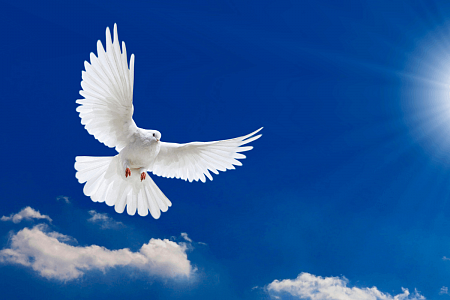 Мастер-класс «Белый голубь – символ мира»