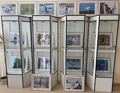 Фотовыставка «Птицы в объективе» Кандалакшского государственного заповедника