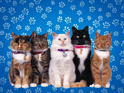 Приём фотографий на фотоакцию «Наши замурчательные кошки и коты».