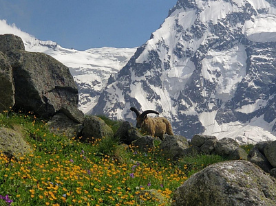 Экспедиционный дневник «Безенги - жемчужина Кавказских гор»